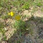 Lomatium triternatum Λουλούδι