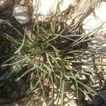 Plantago crassifolia Hoja