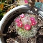 Mammillaria bocasanaFlor