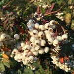 Sorbus koehneana Fruit