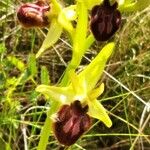 Ophrys aranifera Blomma