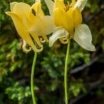 Aquilegia aurea Λουλούδι