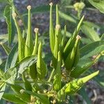 Asclepias incarnata Fruto