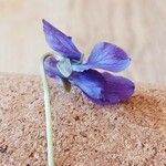 Viola odorata Кветка