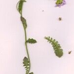 Arabidopsis arenosa Levél