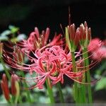 Lycoris radiata 花