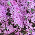 Rhododendron kiusianum Kukka