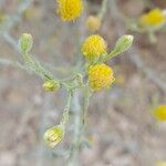 Pulicaria gnaphalodes Flower