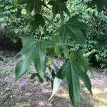 Acer oliverianum برگ