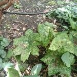 Podophyllum cv. 'Kaleidoscope' Fulla