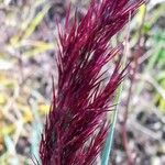 Phragmites australis Fleur