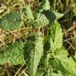 Scutellaria columnae Blad