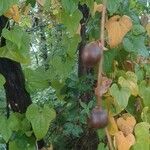 Dioscorea polystachya Плод