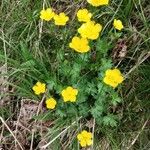 Ranunculus montanusFlors