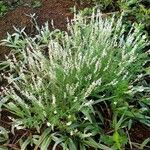 Polygala paniculata Natur