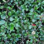 Trachelospermum jasminoides Hoja