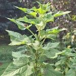 Urtica massaica Habit