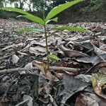 Anacardium excelsum Plante entière