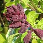 Salvia buchananii Flor