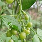 Chrysojasminum fruticans Gyümölcs