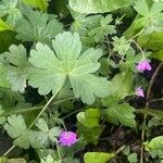 Geranium pyrenaicum Lehti