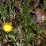 Potentilla millefolia Συνήθη χαρακτηριστικά