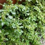 Pilea microphylla Feuille