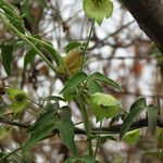 Dalechampia scandens অভ্যাস