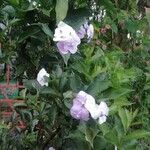 Brunfelsia uniflora موطن