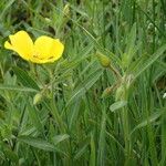 Ludwigia grandiflora Mosusu