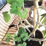 Pelargonium zonale Лист