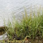 Spartina maritima Habit