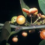 Casearia bicolor Fruto