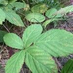 Rubus echinatus Leaf