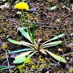 Craspedia variabilis Flor