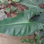 Spathiphyllum cannifolium Leaf