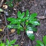 Rhododendron moulmainense Ліст