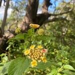 Lantana × strigocamara Flower