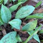 Erythronium albidum Folha