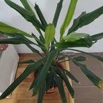 Dracaena fragrans葉