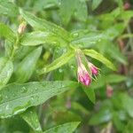 Jasminum beesianum Blad