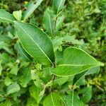 Viburnum nudum Leaf