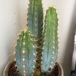 Pilosocereus pachycladus ഇല