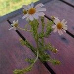 Anthemis cotula Blomma