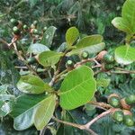 Ocotea insularis Hoja