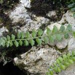 Asplenium viride Outro