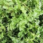 Erodium botrys Hoja
