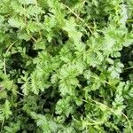 Erodium botrys Blatt