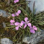 Dianthus glacialis Flor