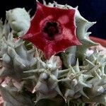 Huernia macrocarpa Žiedas